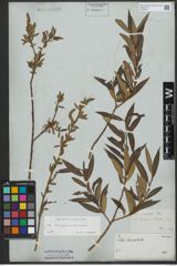 Foto von Salix triandra L. x Salix viminalis L.